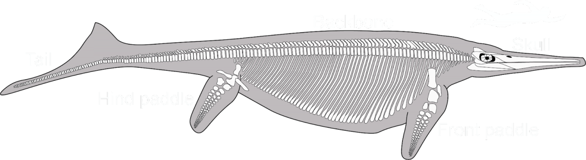 Diagram of the skeleton of Shonisaurus showing the head, backbone, flippers and tail. The head of this animal was longer than a human.