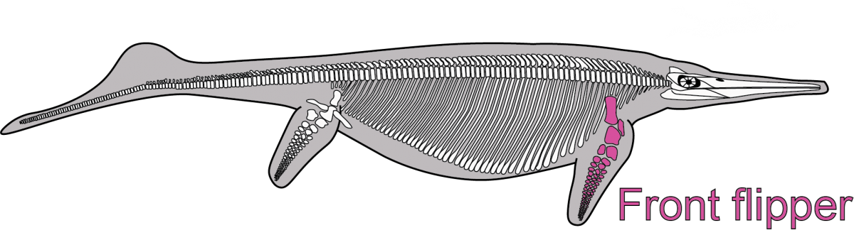 Diagram of the skeleton of Shonisaurus showing part of the front flipper that is preserved in the fossil quarry.