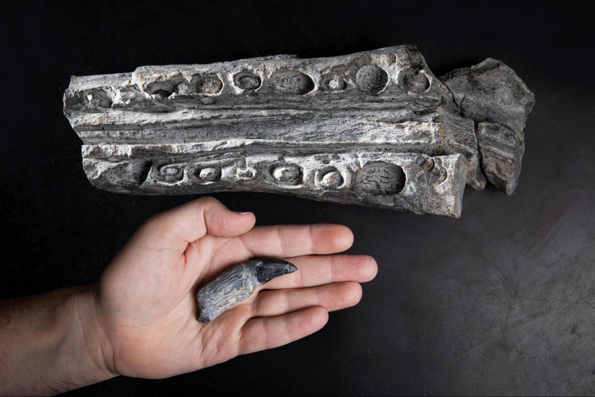 Photograph of the jaws and a tooth of Shonisaurus held in a person's hand. The tooth is pointed and a bit larger than a person's thumb.