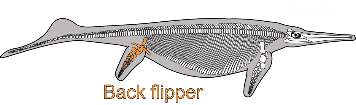 Diagram of the skeleton of Shonisaurus showing part of the back flipper that is preserved in the fossil quarry.