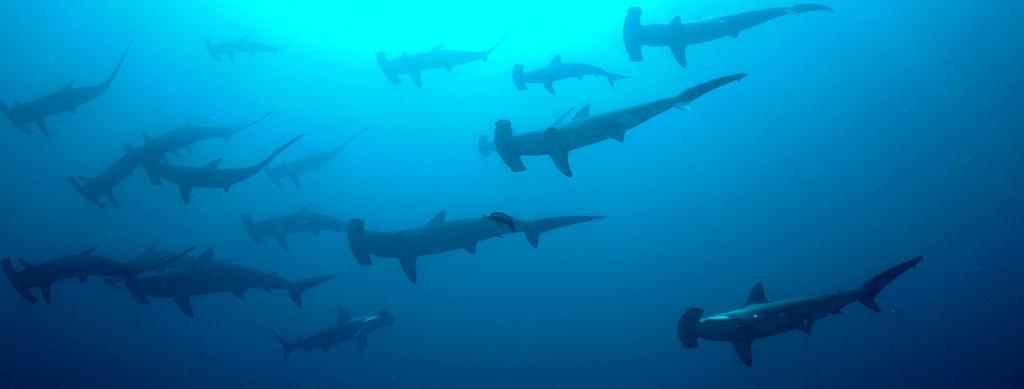 Photo of a group of large sharks swimming.