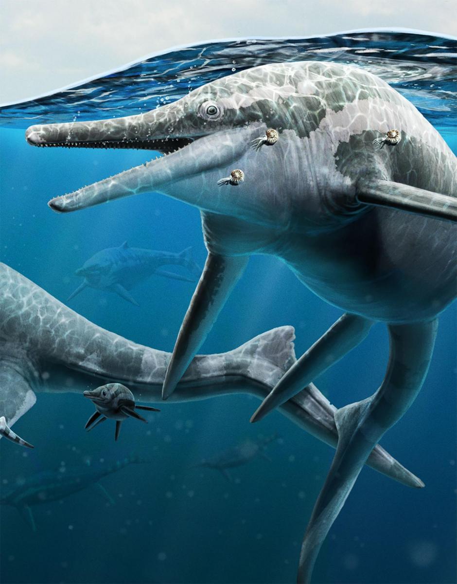 An artist's reconstruction of the giant ichthyosaur Shonisaurus, an extinct fish-shaped reptile. Artwork by Gabriel Ugueto