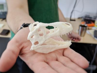 a hand holding a 3d print of a t.rex skull