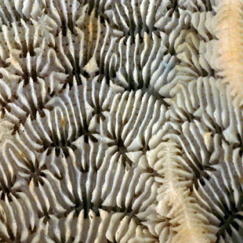 coral close-up