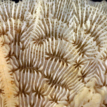 coral close-up