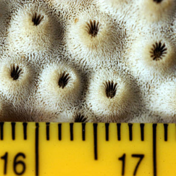 showing coral scale