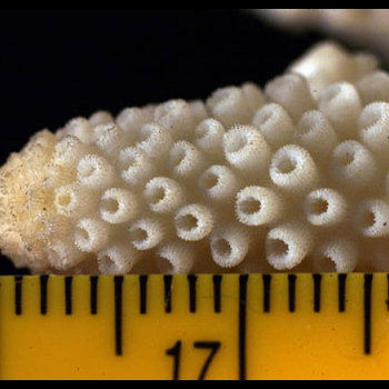 showing coral scale