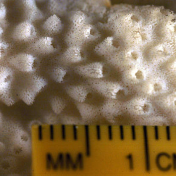 showing coral scale