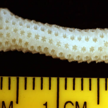 showing coral scale