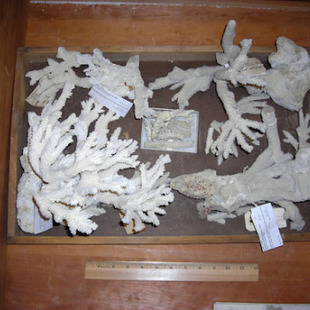 coral collection showing scale