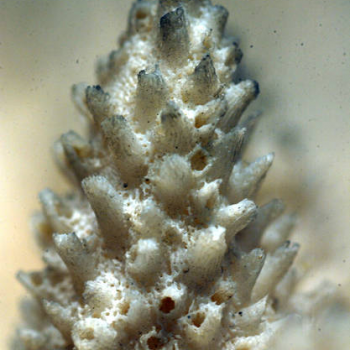 corallite close-up