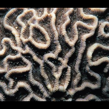 close-up of coral ridges