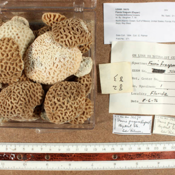 specimen scale