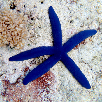 bright blue sea star