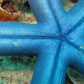 underside of blue sea star