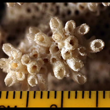 showing coral scale