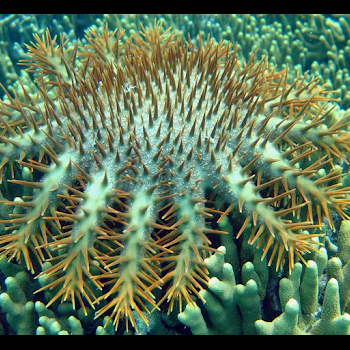 sea star on coral