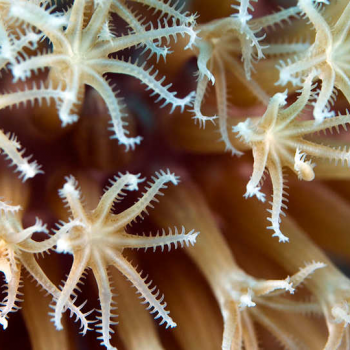 coral polyp close-up