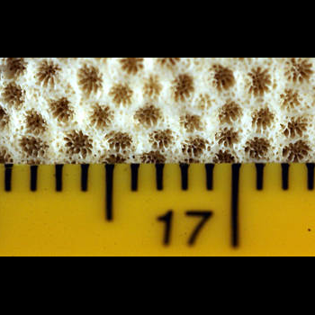 coral scale close-up