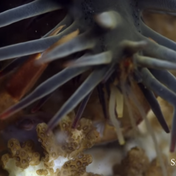 crab protecting it's coral home