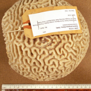 showing coral scale