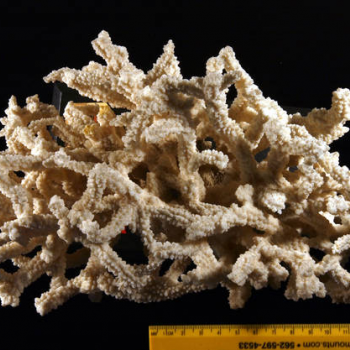 showing coral scale