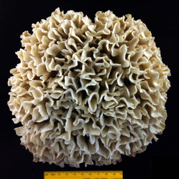 showing coral scale