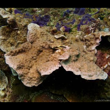 living coral colony