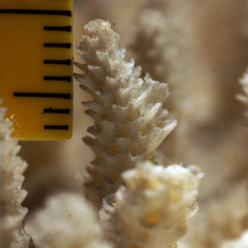 showing coral scale