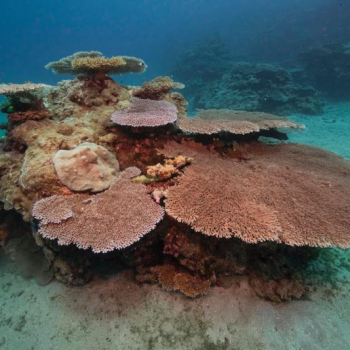 living coral colony