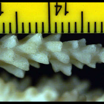 showing coral scale