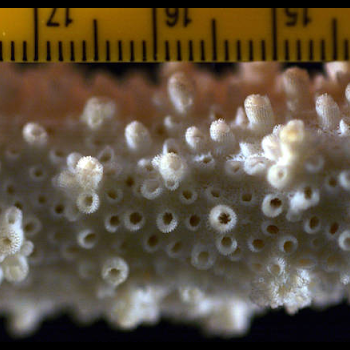 showing coral scale