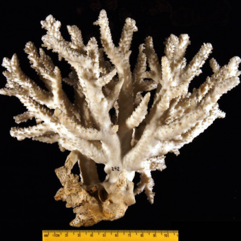 showing coral scale