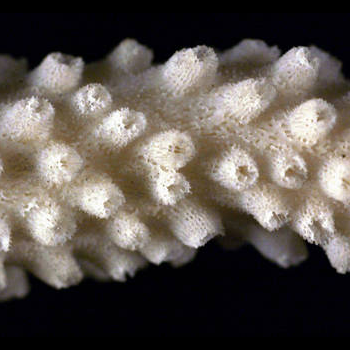 corallite close-up