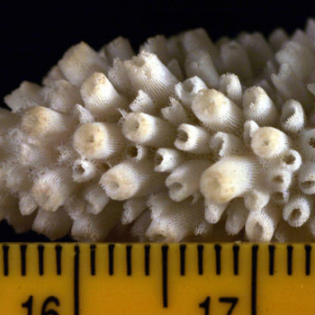 showing coral scale