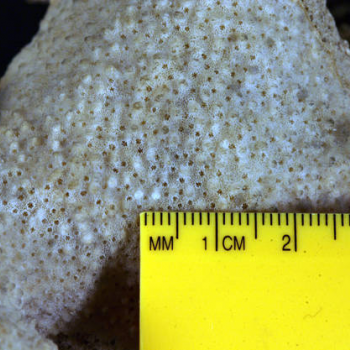 showing coral scale