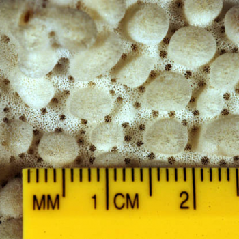 showing coral scale