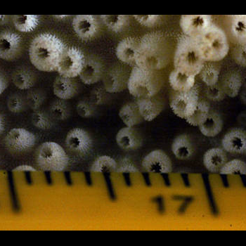 showing coral scale