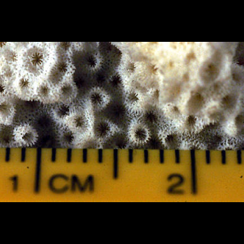 showing coral scale