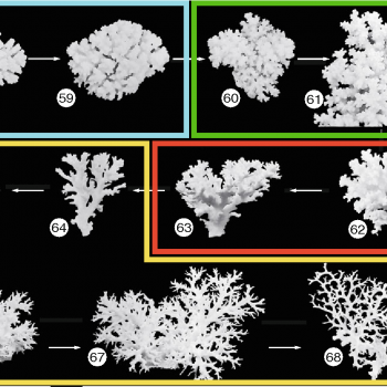 Chart of coral ecomorphs