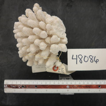 showing coral scale