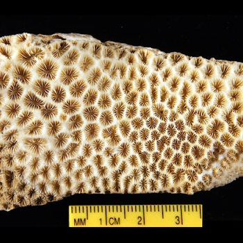 showing coral scale