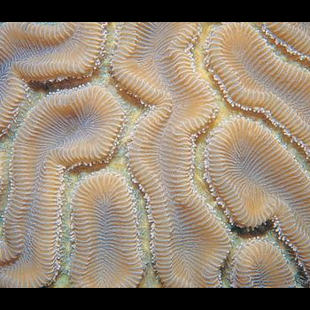 Close-up of coral grooves