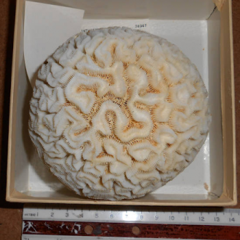 showing coral scale