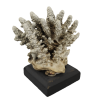 rendered image of madrepora humilis