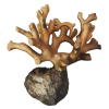 rendered image of Distichopora borealis