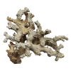 rendered image of pocillopora molokensis