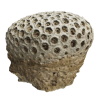 rendered image of Orbicella curta 