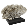 rendered image of Millepora alcicornis