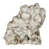 rendered image of porites lobata